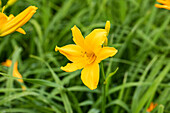 Hemerocallis Bela Lugosi