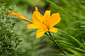 Hemerocallis 'Bela Lugosi'