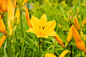 Hemerocallis 'Lucretius'