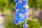 Delphinium Magic Fountains Sky Blue White Bee