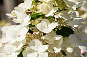 Hydrangea paniculata