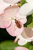 Beetle on flower