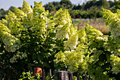 Hydrangea paniculata