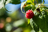 Rubus idaeus