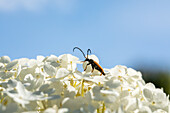 Käfer auf Blüte