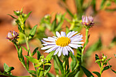 Aster amellus, light blue