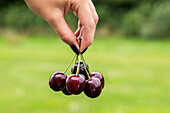 Hand holding cherries