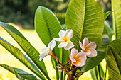 Plumeria obtusa 'Divine'