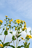 Silphium perfoliatum