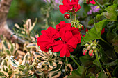 Pelargonium zonale, rot