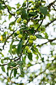 Malus x moerlandsii 'Red Sentinel'