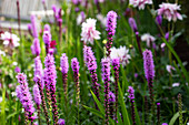 Liatris spicata, purple