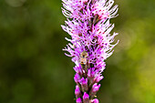 Liatris spicata, rosa