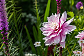 Dahlia Decorative, pink