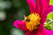 Wildbiene auf Blüte