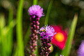 Liatris spicata, rosa