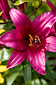 Lilium, pink