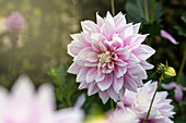 Dahlia Dekorativ, rosa