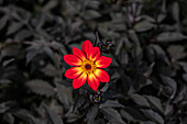 Dahlia Happy Single Flame