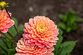 Dahlia Water Lily