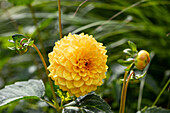 Dahlia Decorative, yellow