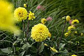 Dahlia Decorative, yellow