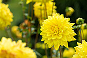 Dahlia Decorative, yellow