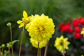 Dahlia Decorative, yellow