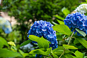 Hydrangea macrophylla 'Belle Seduction'®