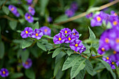 Solanum rantonnetii