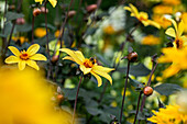 Dahlia Single flowering, yellow