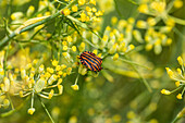 Stripe bug