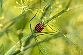 Stripe bug