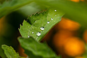 Wassertropfen auf Blatt