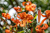 Lilium Hybride 'Avignon' 