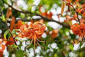 Lilium hybrid 'Avignon