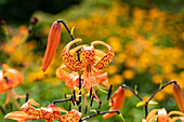 Lilium Hybride 'Avignon' 