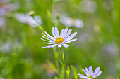 Aster amellus, hellblau