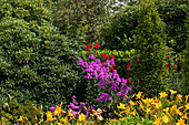 Herbaceous border with woody plants