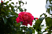 Rosa 'Rosanna