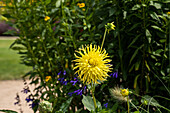 Dahlia Cactus, yellow