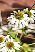 Echinacea purpurea, weiß