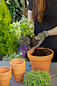 Herb tower - planting mint in a pot