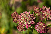 Astrantia major 'Moulin Rouge'®