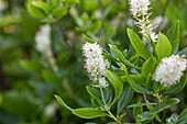 Clethra alnifolia 'Hummingbird'