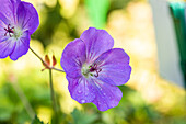 Flower with water drop