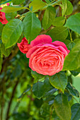 Climbing rose, red