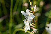 Gaura lindheimeri, white