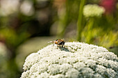 Insekt auf Blüte