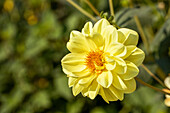 Dahlia, yellow